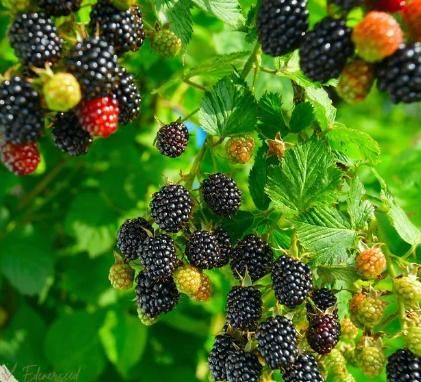 Sweet Giant Blackberry Seeds