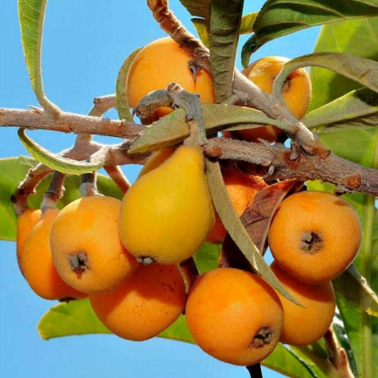 Five-star Loquat Seeds