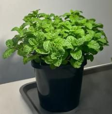 The Latest Ornamental And Edible Mint Varieties