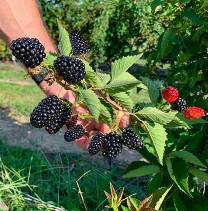 Sweet Giant Blackberry Seeds