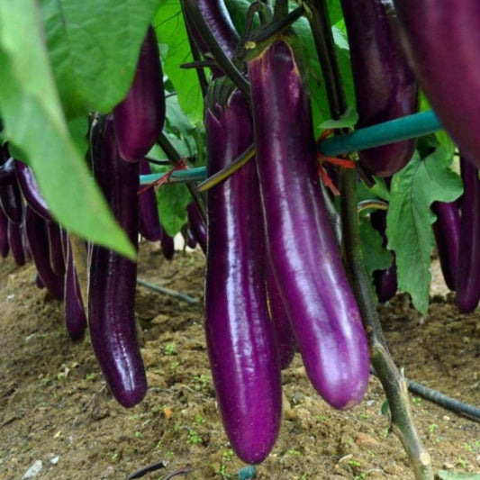 Giant Eggplant Seeds