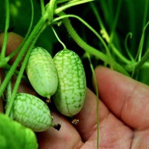 Mini Thumb Size Watermelon Seeds