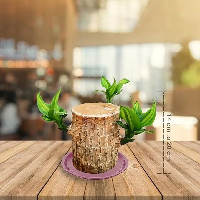 Brazilian Lucky Wood Mini Home Plant Decorations