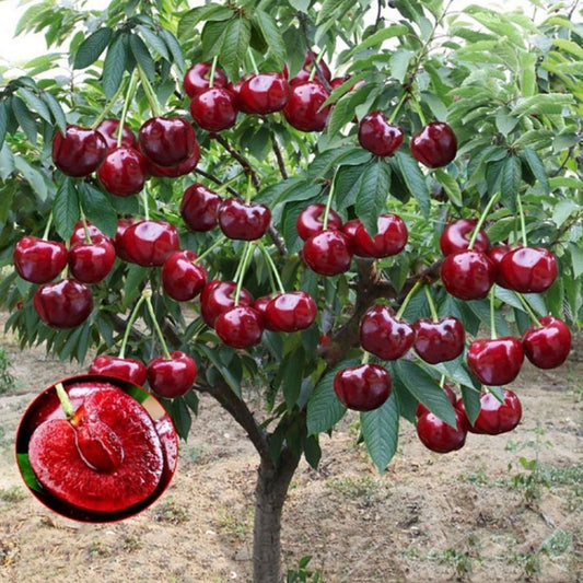 Rainier Cherry Fruit Seeds